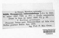 Uromyces muscari image